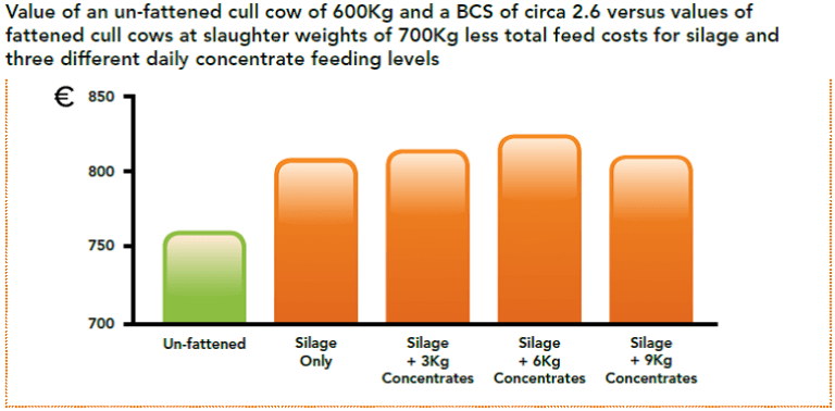 Cull Cows Dairygold