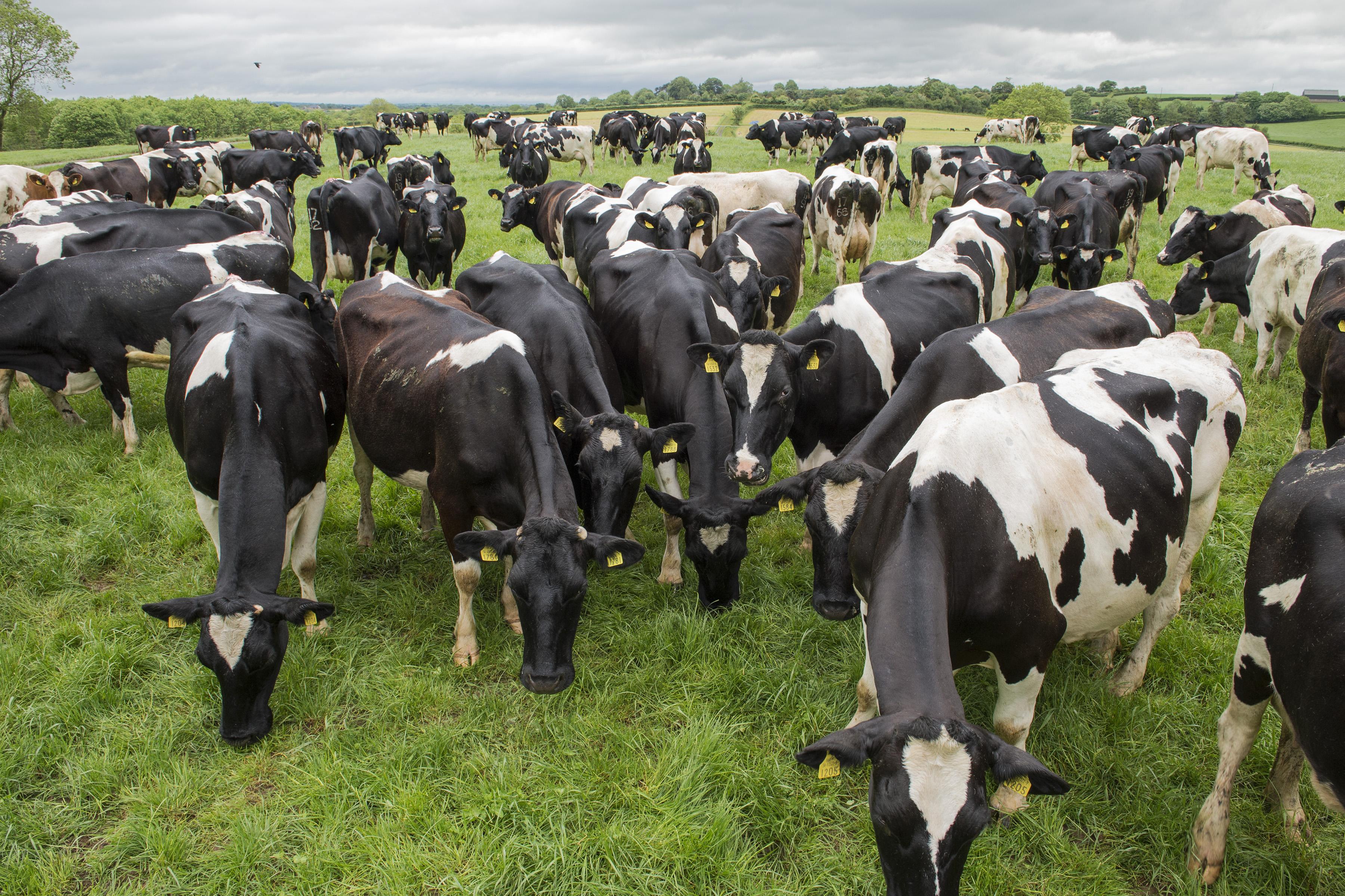 Feeding your stock this winter