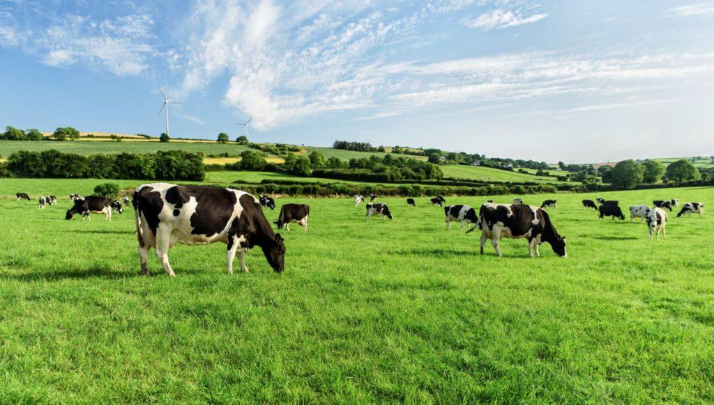 Dairygold and Teagasc Joint Program Results