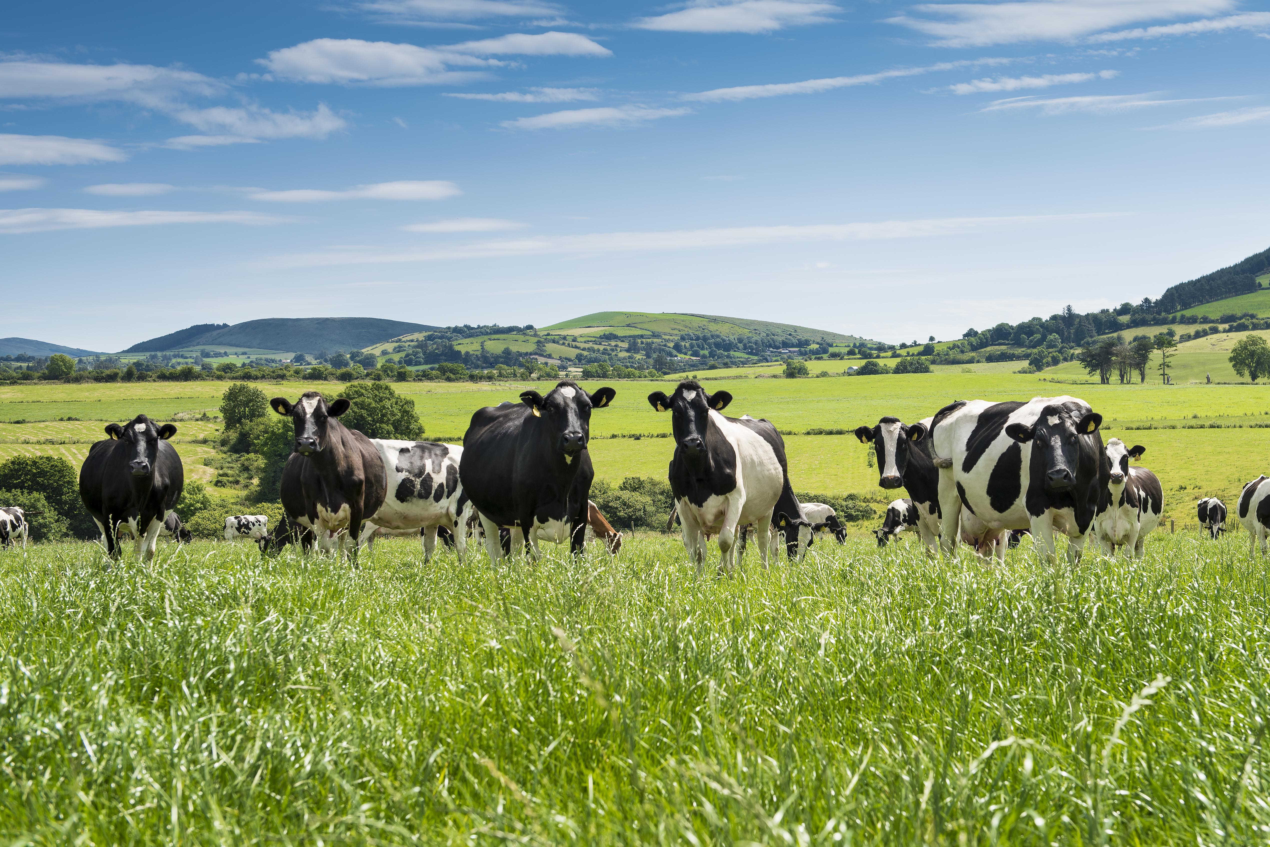 Peak Milk, Peak Profits: Boosting Dairy Profits in 2024
